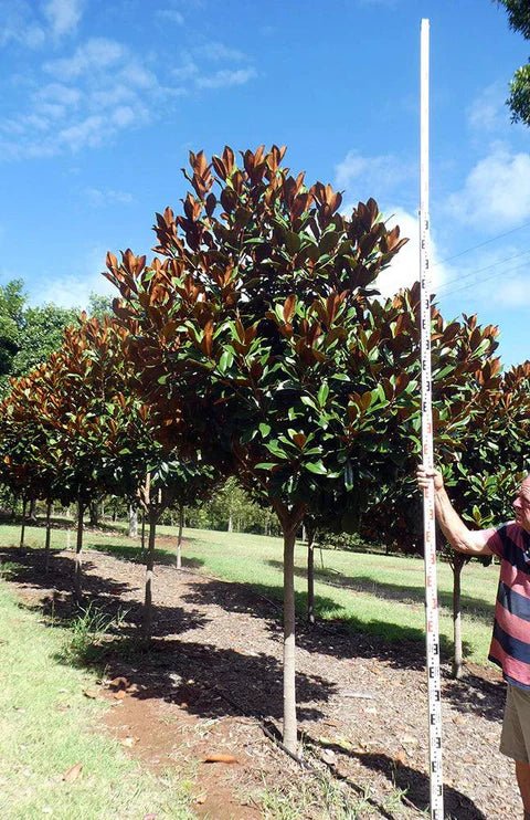 Magnolia Coolwyn Gloss (Magnolia grandiflora) - Ladybird Nursery