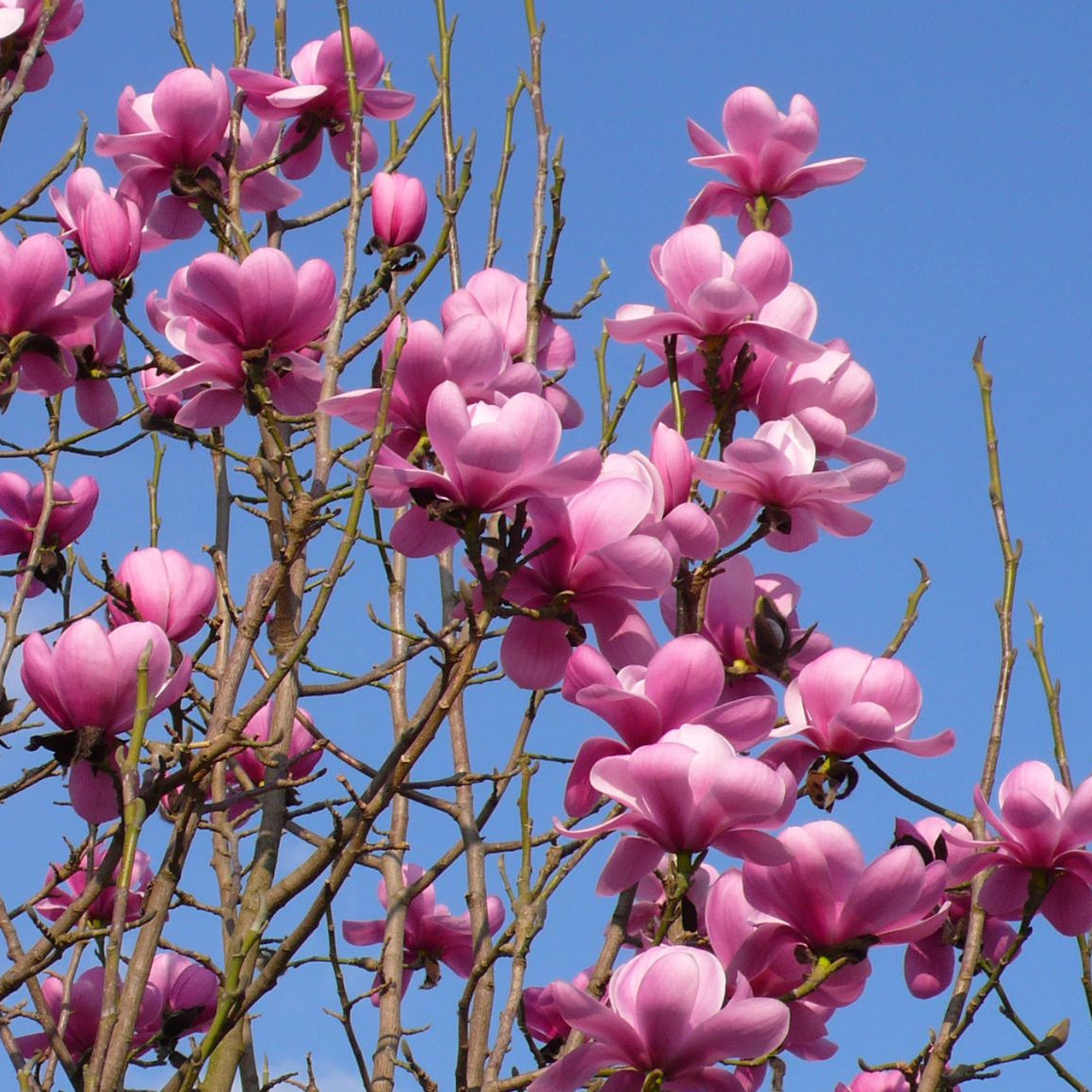 Magnolia Copeland Court (Magnolia sprengeri) - Ladybird Nursery