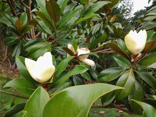 Magnolia Emory (Magnolia grandiflora) - Ladybird Nursery