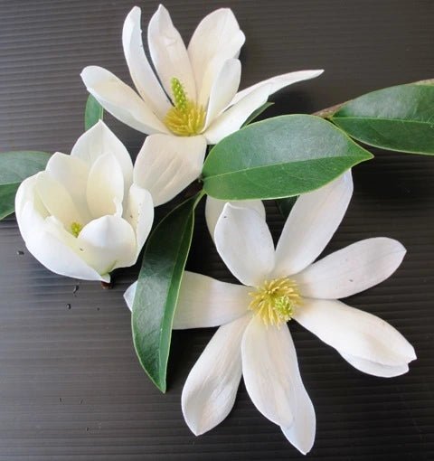 Magnolia Fairy White (Magnolia doltsopa) - Ladybird Nursery