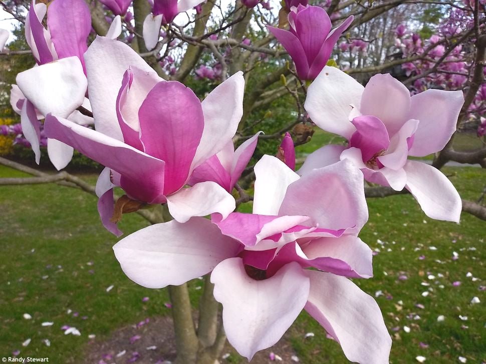 Magnolia Galaxy - Ladybird Nursery
