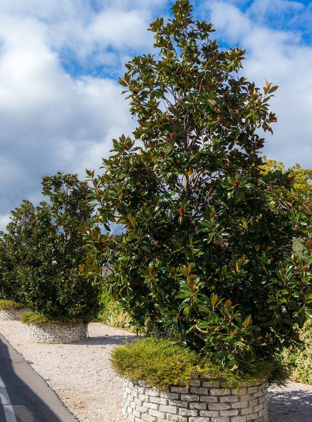 Magnolia Kay Parris (Magnolia grandiflora) - Ladybird Nursery