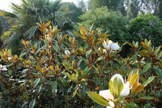 Magnolia Kay Parris (Magnolia grandiflora) - Ladybird Nursery