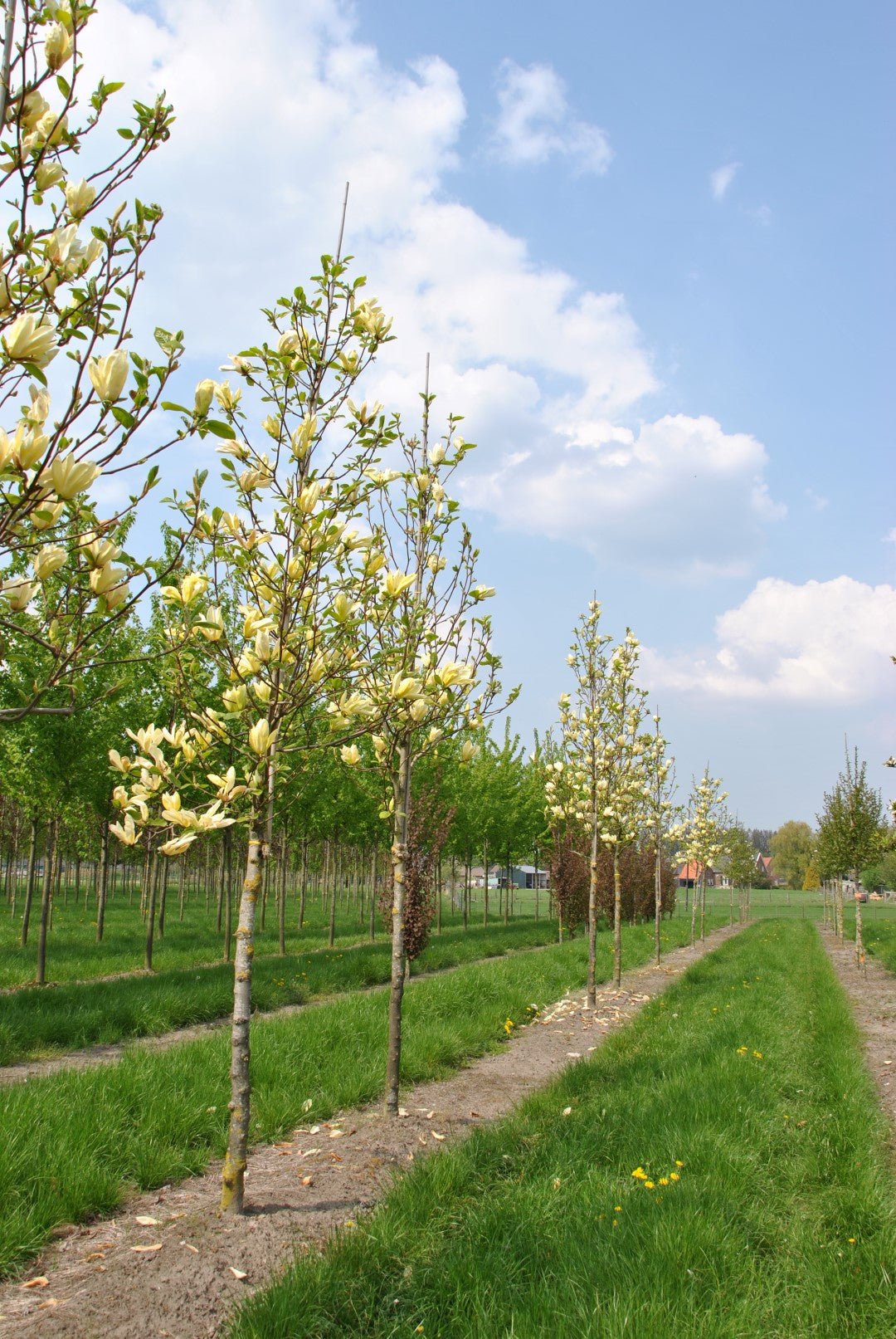 Magnolia Lantern (Magnolia Yellow) - Ladybird Nursery
