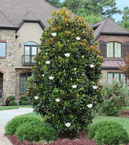 Magnolia Little Gem (Magnolia grandiflora) - Ladybird Nursery