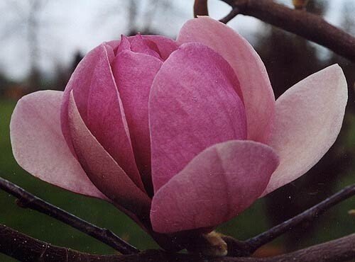 Magnolia (Magnolia Iolanthe) - Ladybird Nursery