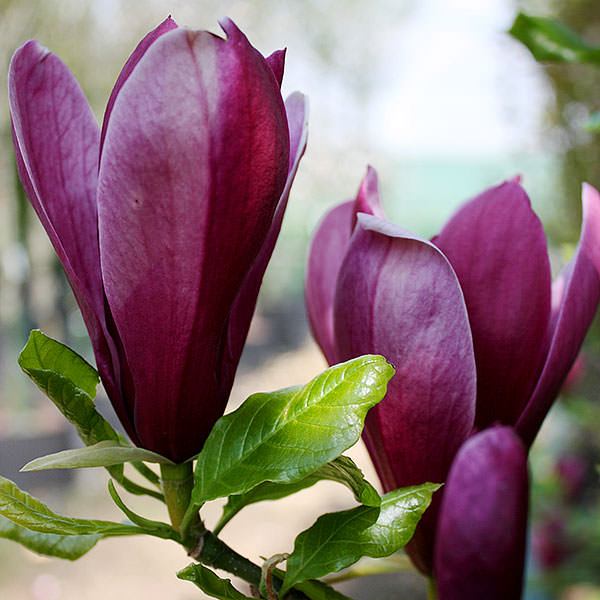 Magnolia Nigra (Magnolia liliiflora) - Ladybird Nursery