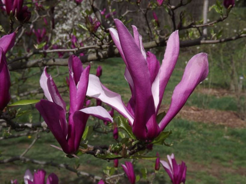 Magnolia Orchid - Ladybird Nursery