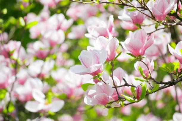 Magnolia Picture (Magnolia soulangeana) - Ladybird Nursery