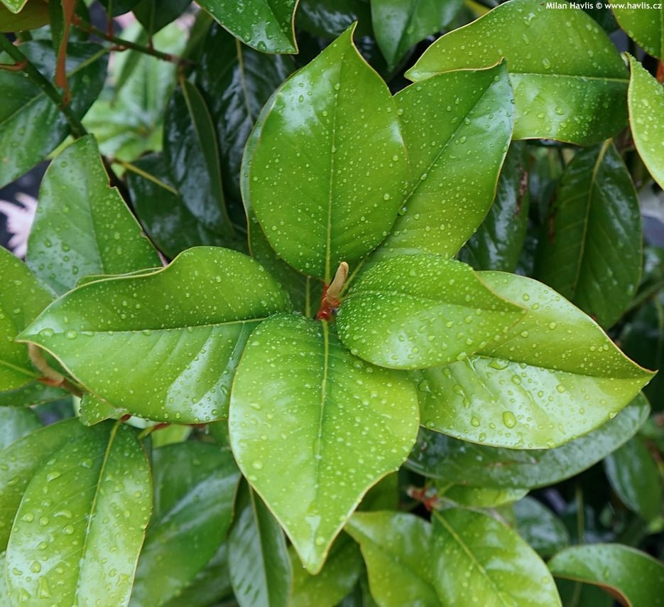 Magnolia Samual Sommer (Magnolia grandiflora) - Ladybird Nursery
