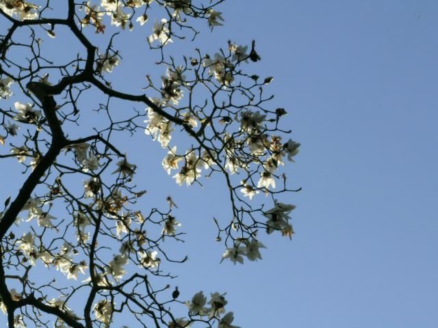 Magnolia Strybing White (Magnolia campbellii) - Ladybird Nursery