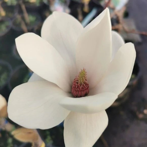 Magnolia Tina Durio - Ladybird Nursery