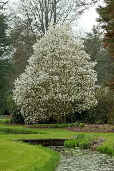 Magnolia Wadas Memory - Ladybird Nursery