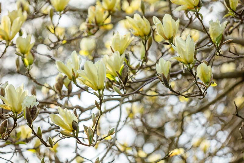 Magnolia x denudata Elizabeth (Magnolia acuminata) - Ladybird Nursery