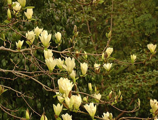 Magnolia x denudata Elizabeth (Magnolia acuminata) - Ladybird Nursery