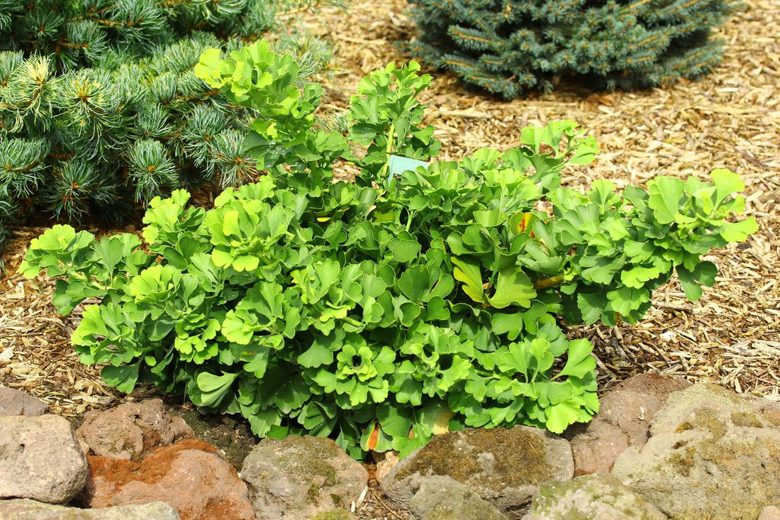 Ginkgo biloba 'Mariken' (Maidenhair Tree) - Ladybird Nursery