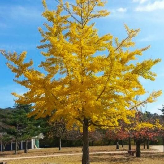 Maidenhair Tree Mekkens Mini (Ginkgo biloba) - Ladybird Nursery
