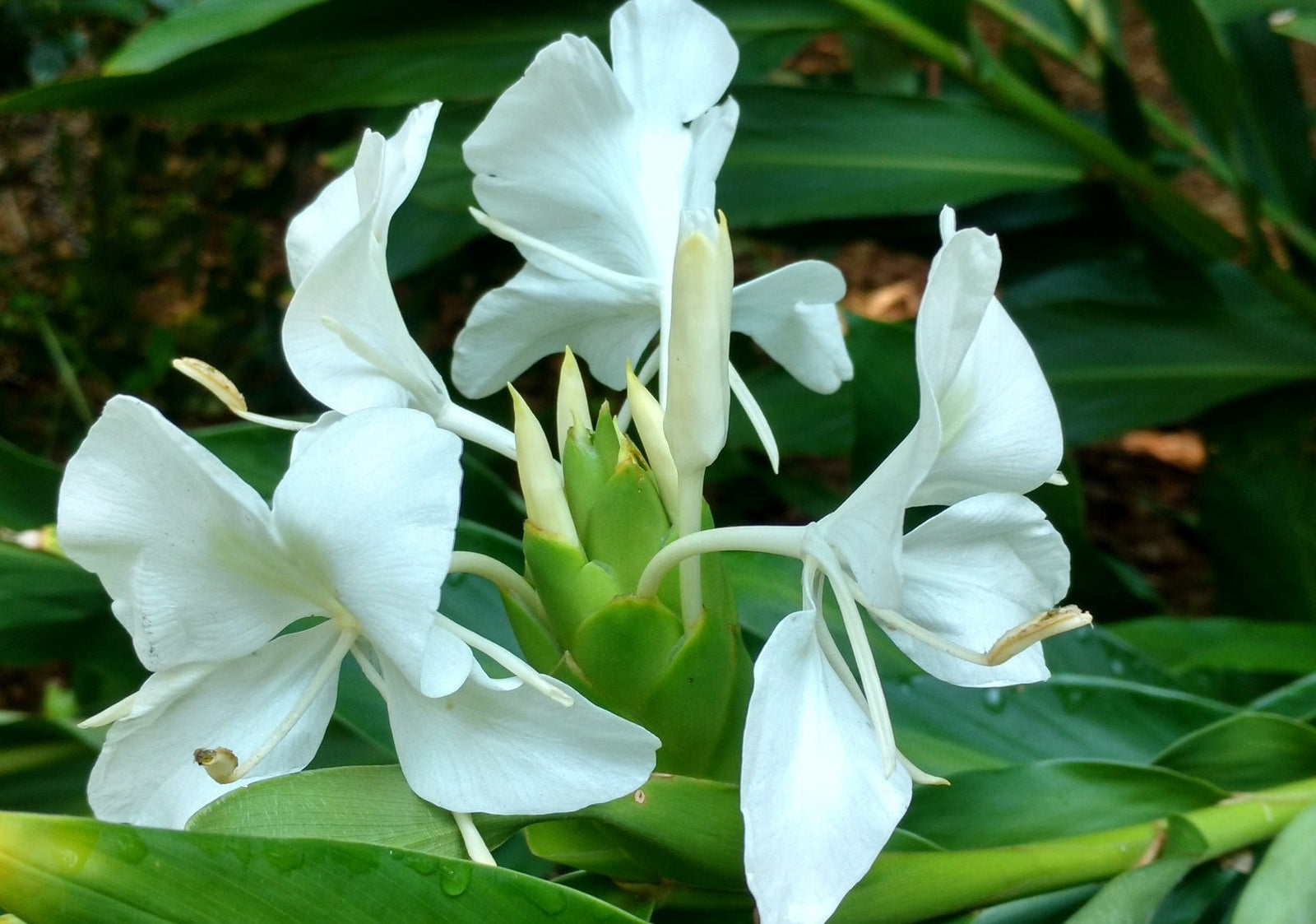 Green Ginger Lily (Hedychium greenii) - Ladybird Nursery