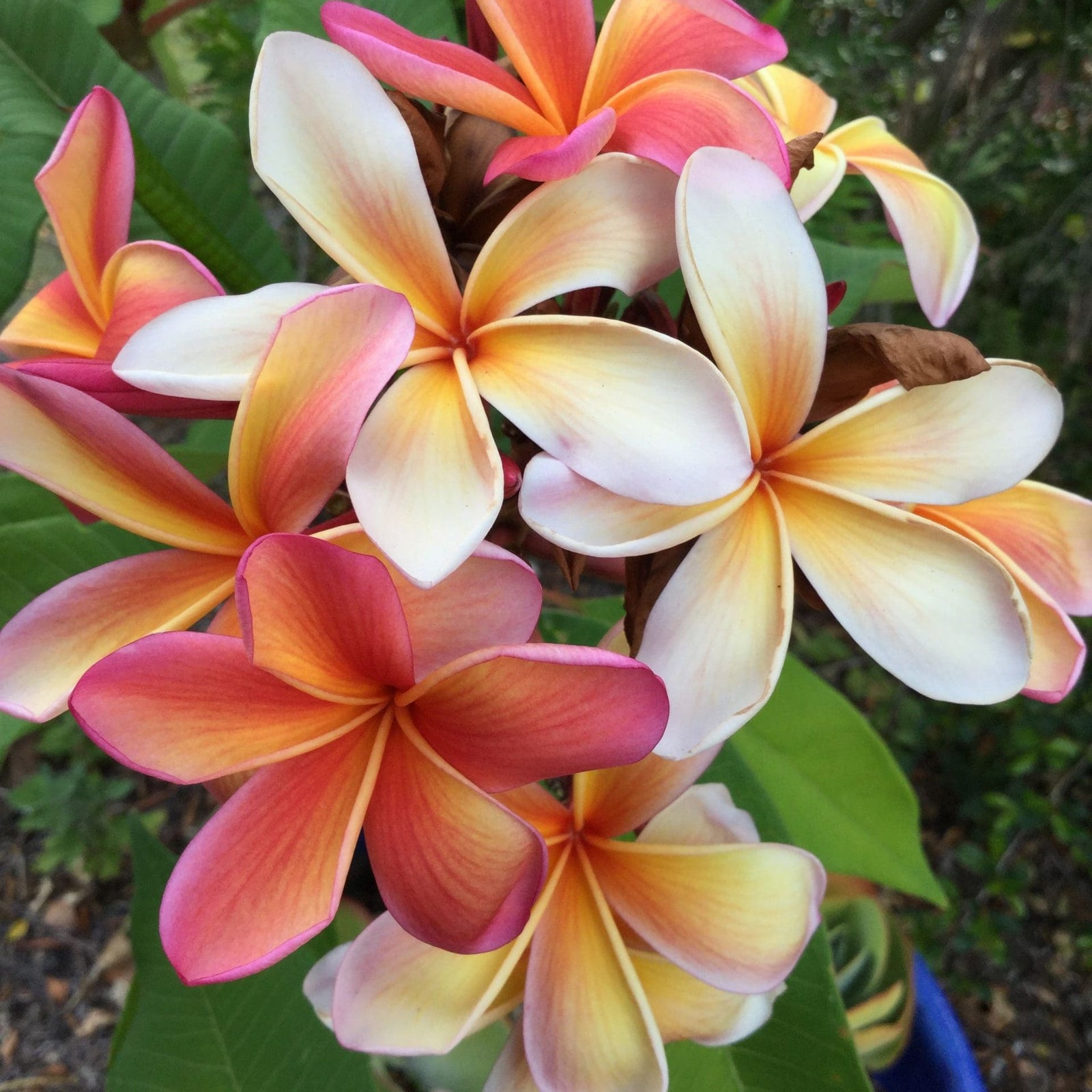 Frangipani Fruit Salad (Plumeria rubra) - Ladybird Nursery