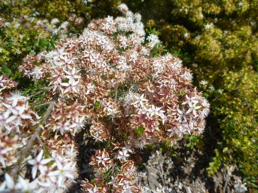 Fringe Myrtle White (Calytrix tetragona) - Ladybird Nursery