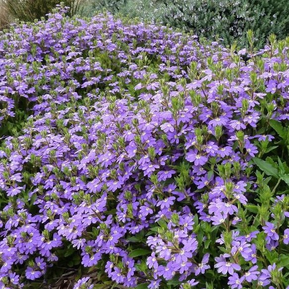Fan Flower Mauve Clusters (Scaevola aemula) - Ladybird Nursery