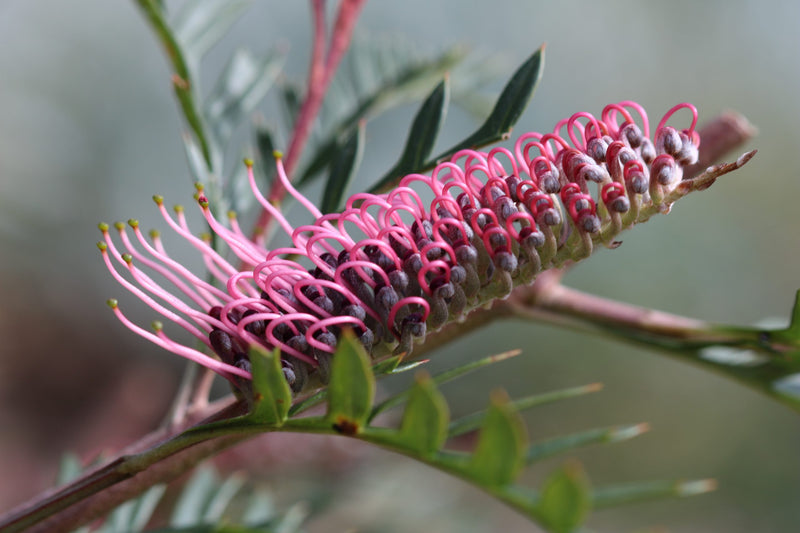 Grevillea 'Ivanhoe'