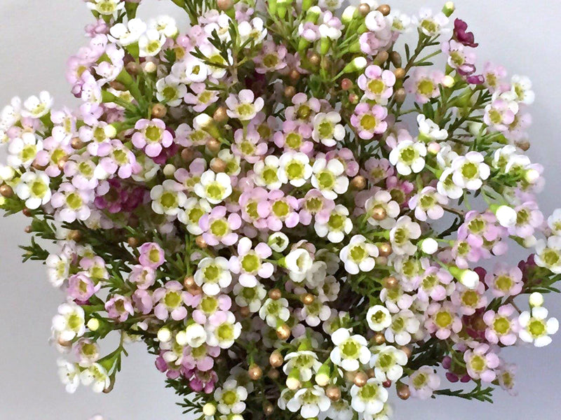 Geraldton Wax Marshmallow Delight (Chamelaucium)