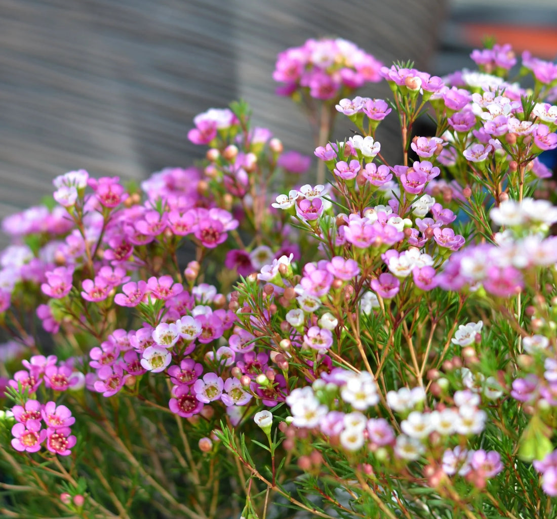 Geraldton Wax Ninas Delight (Chamelaucium) - Ladybird Nursery