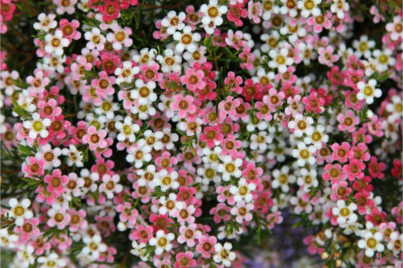 Geraldton Wax Sweet Sixteen (Chamelaucium) - Ladybird Nursery