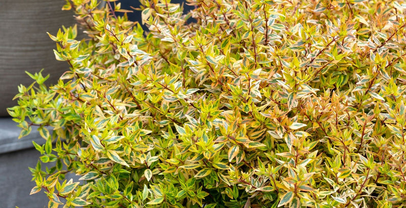 Glossy Abelia Suntastic Peach (Abelia grandiflora)