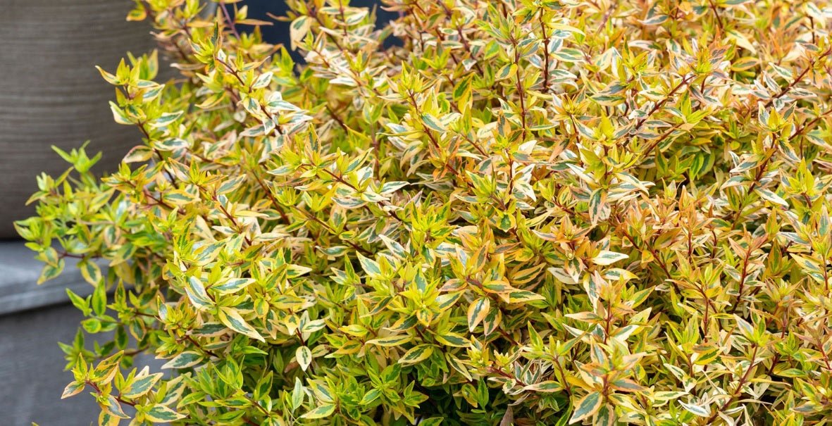 Glossy Abelia Suntastic Peach (Abelia grandiflora) - Ladybird Nursery