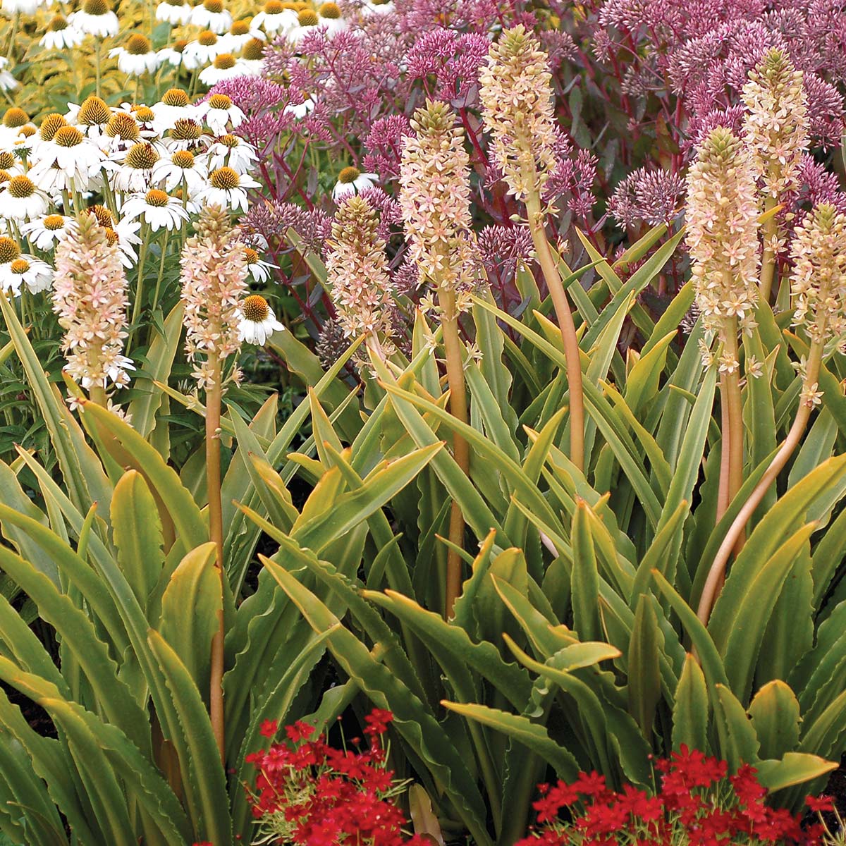 Glow Sticks Pineapple Lily (Eucomis comosa) - Ladybird Nursery