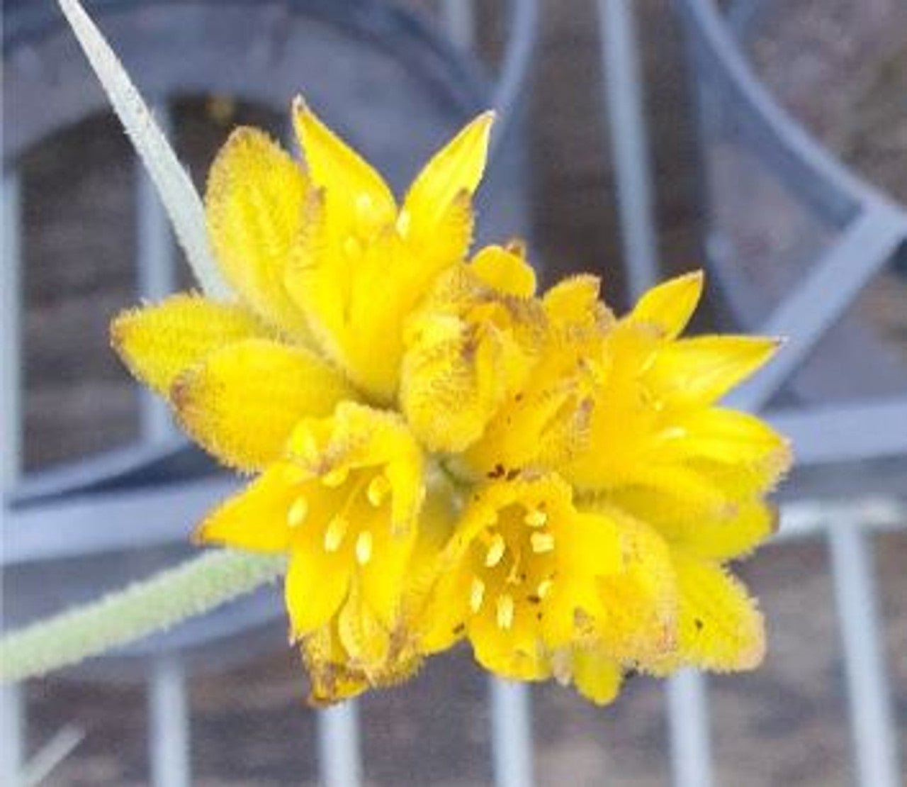 Gnangarra (Conostylis) - Ladybird Nursery