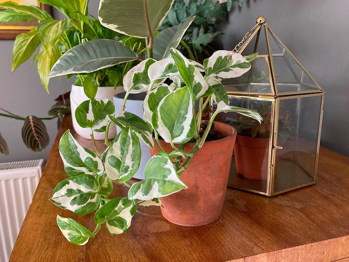 Gold Form Pothos - Devils Ivy (Epipremnum aureum) - Ladybird Nursery