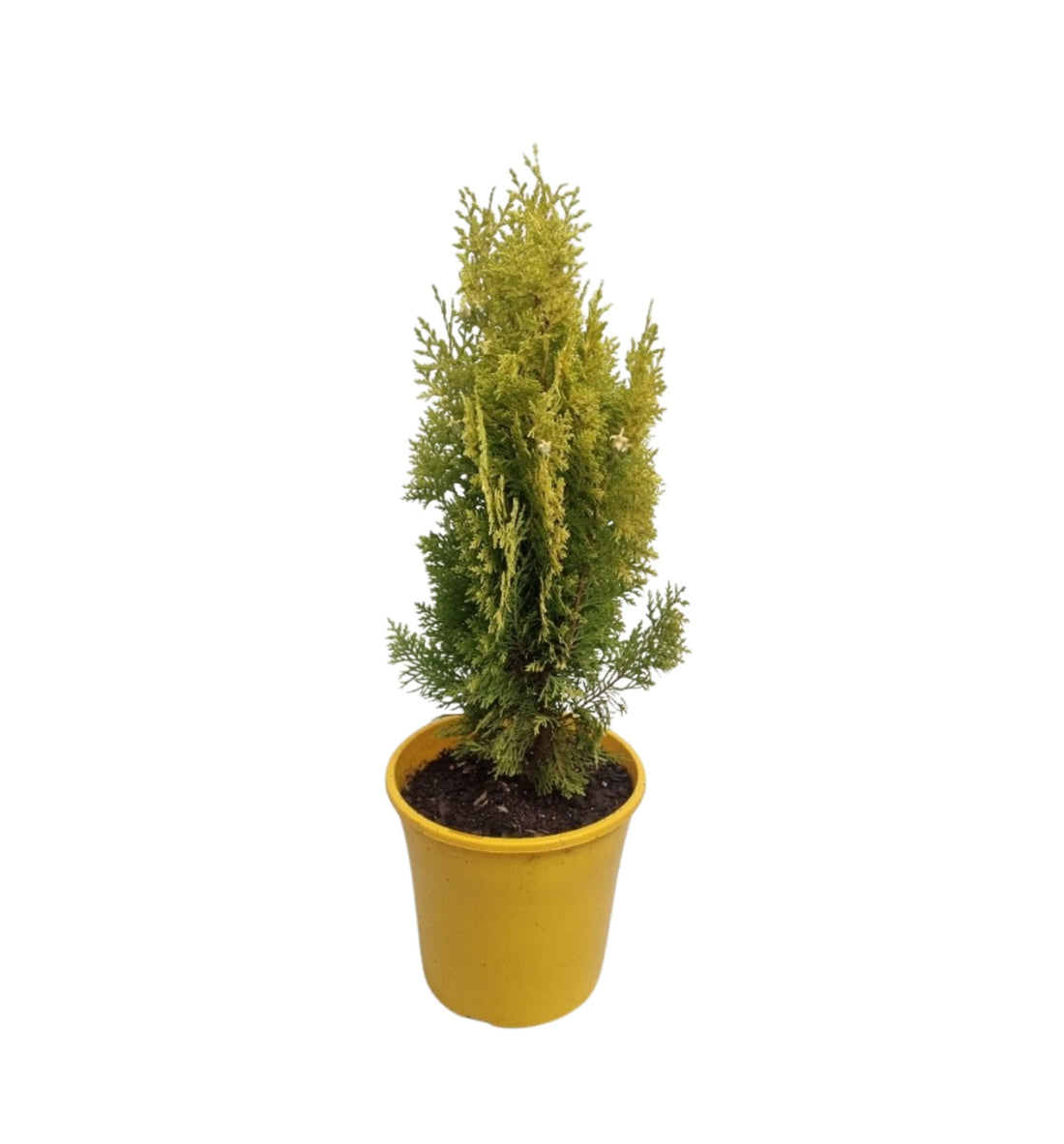 Golden Arborvitae Aurea Nana Stumpy Joe (Thuja orientalis) - Ladybird Nursery