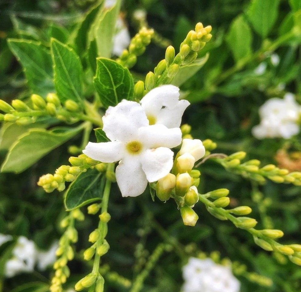 Golden Dewdrop Alba (Duranta erecta) - Ladybird Nursery