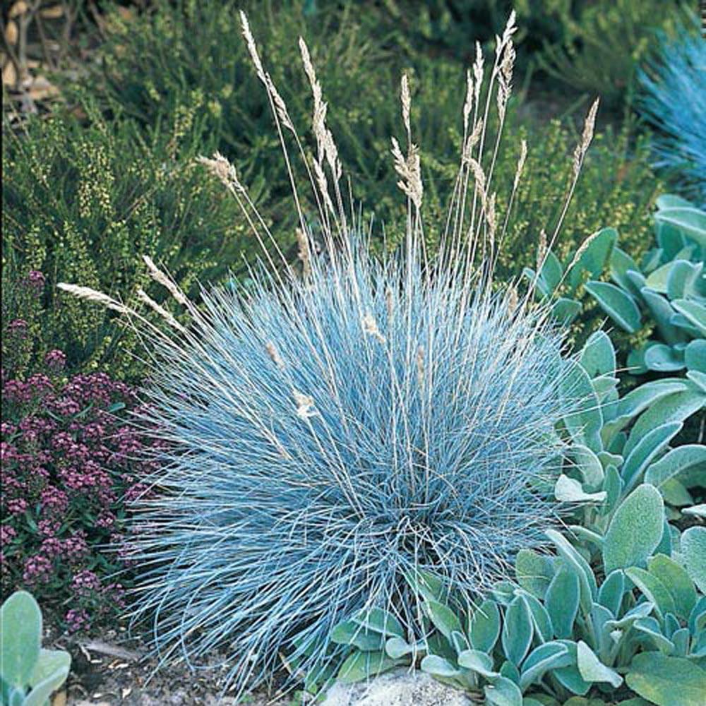 Festuca Beyond Blue (Festuca glauca) - Ladybird Nursery