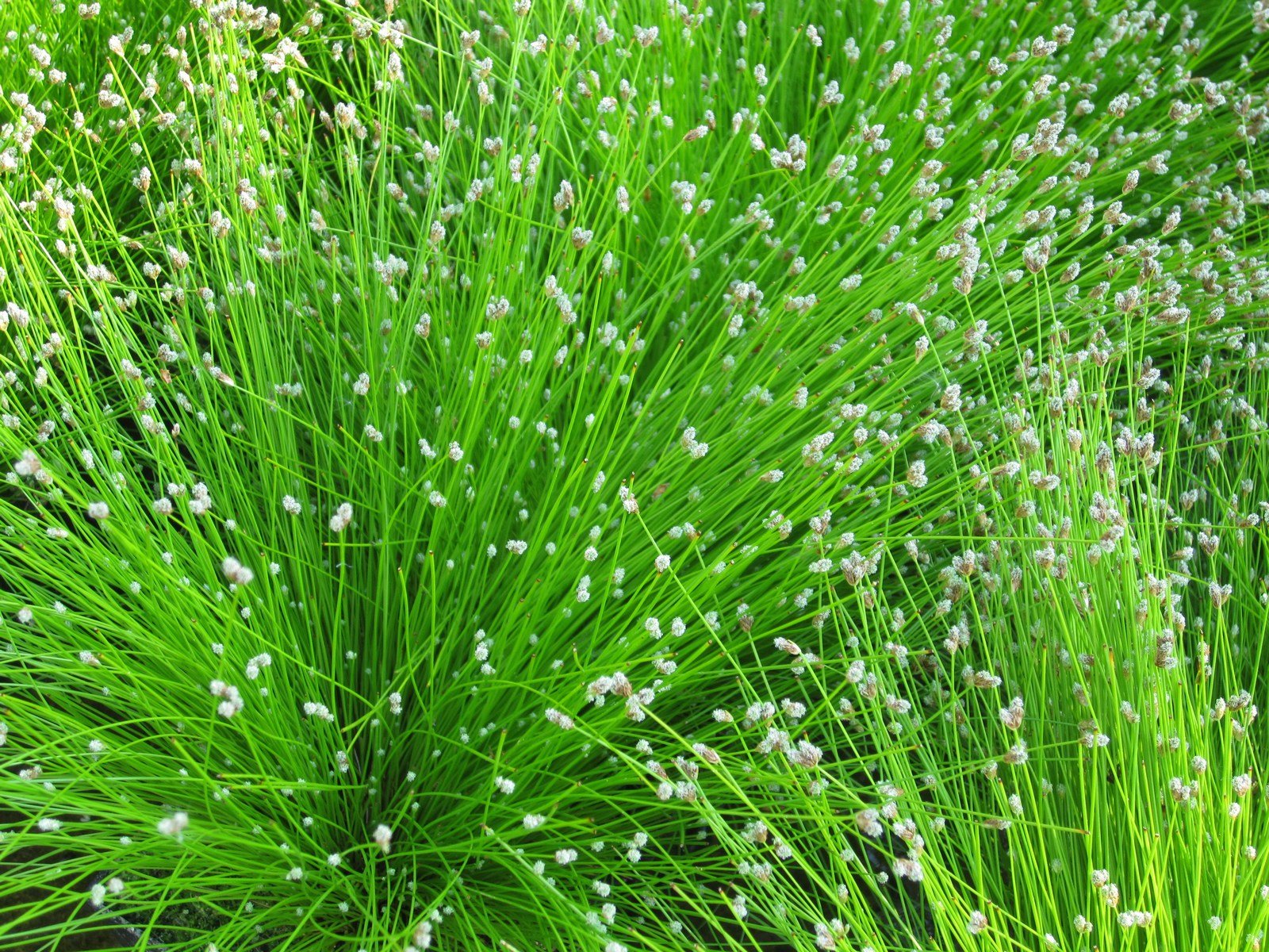 Fiber Optic Grass (Scirpus cernuus) - Ladybird Nursery