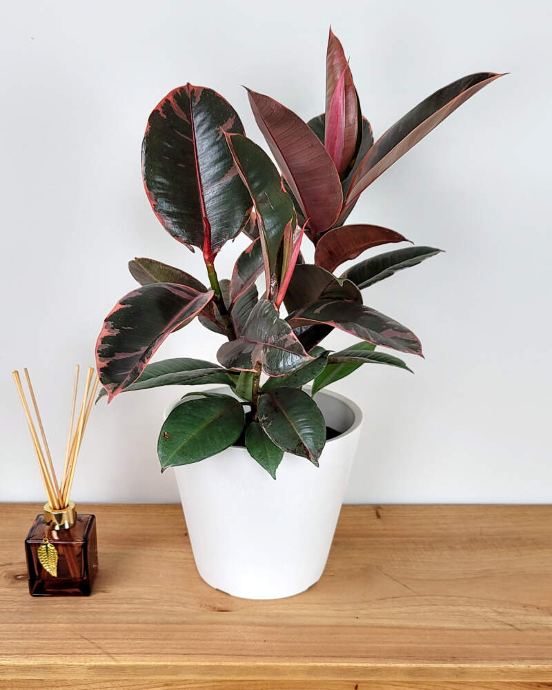 Ficus Ruby Rubber Plant (Ficus elastica)