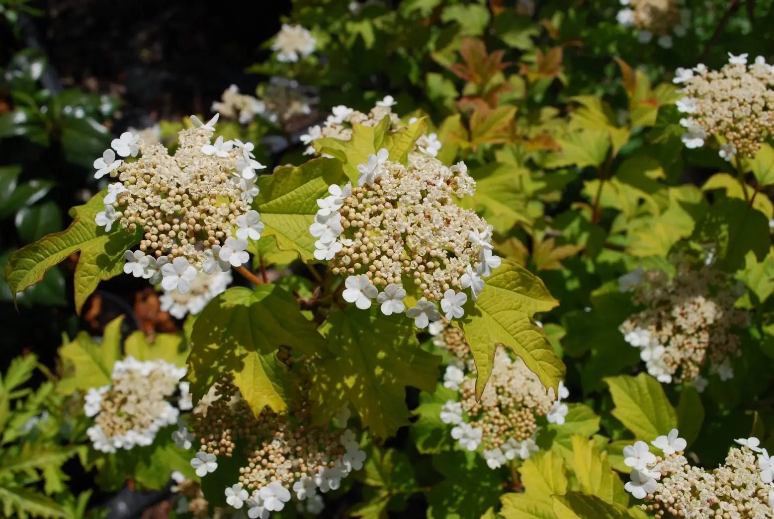 Golden Viburnum Aureum (Viburnum opulus) - Ladybird Nursery