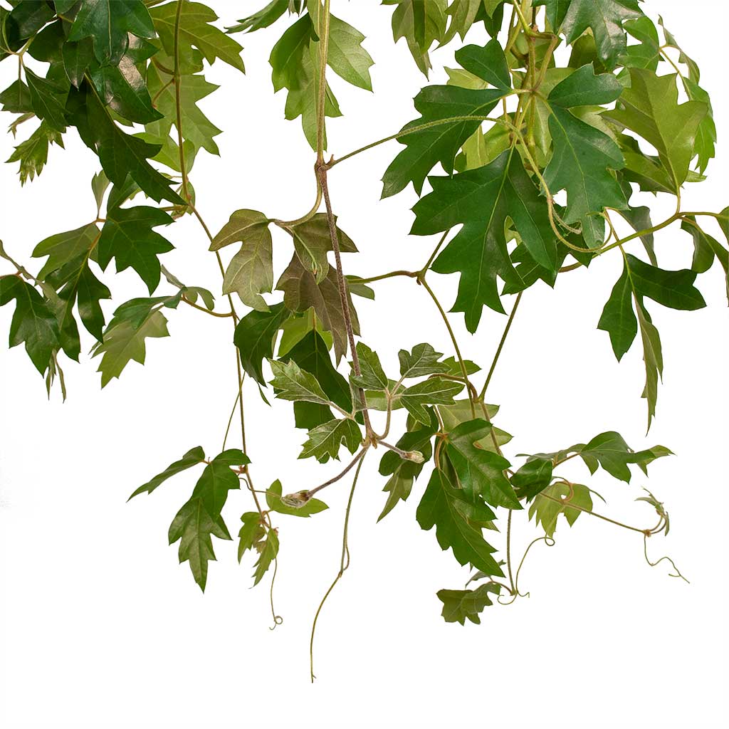 Grape Ivy Ellen Danica (Cissus rhombifolia) - Ladybird Nursery
