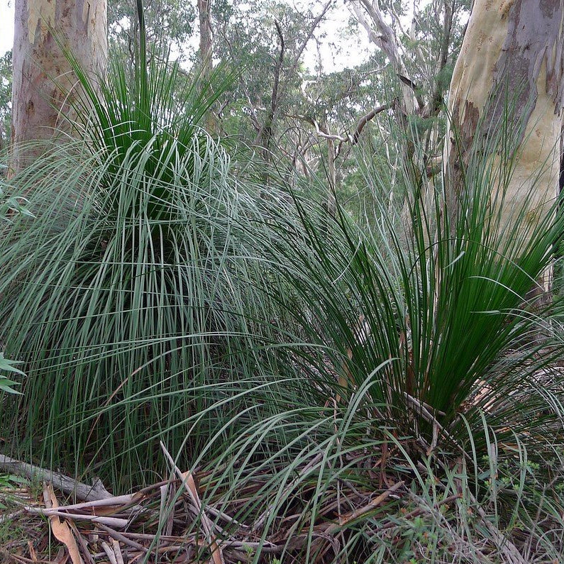 Grass Tree seed grown (Xanthorrhoea latifolia) - Ladybird Nursery