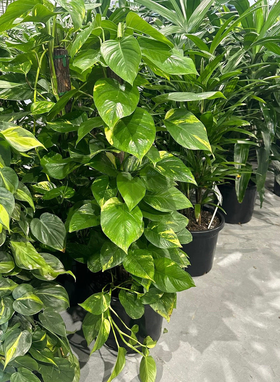 Green Gold Pothos - Devils Ivy (Epipremnum aureum) - Ladybird Nursery
