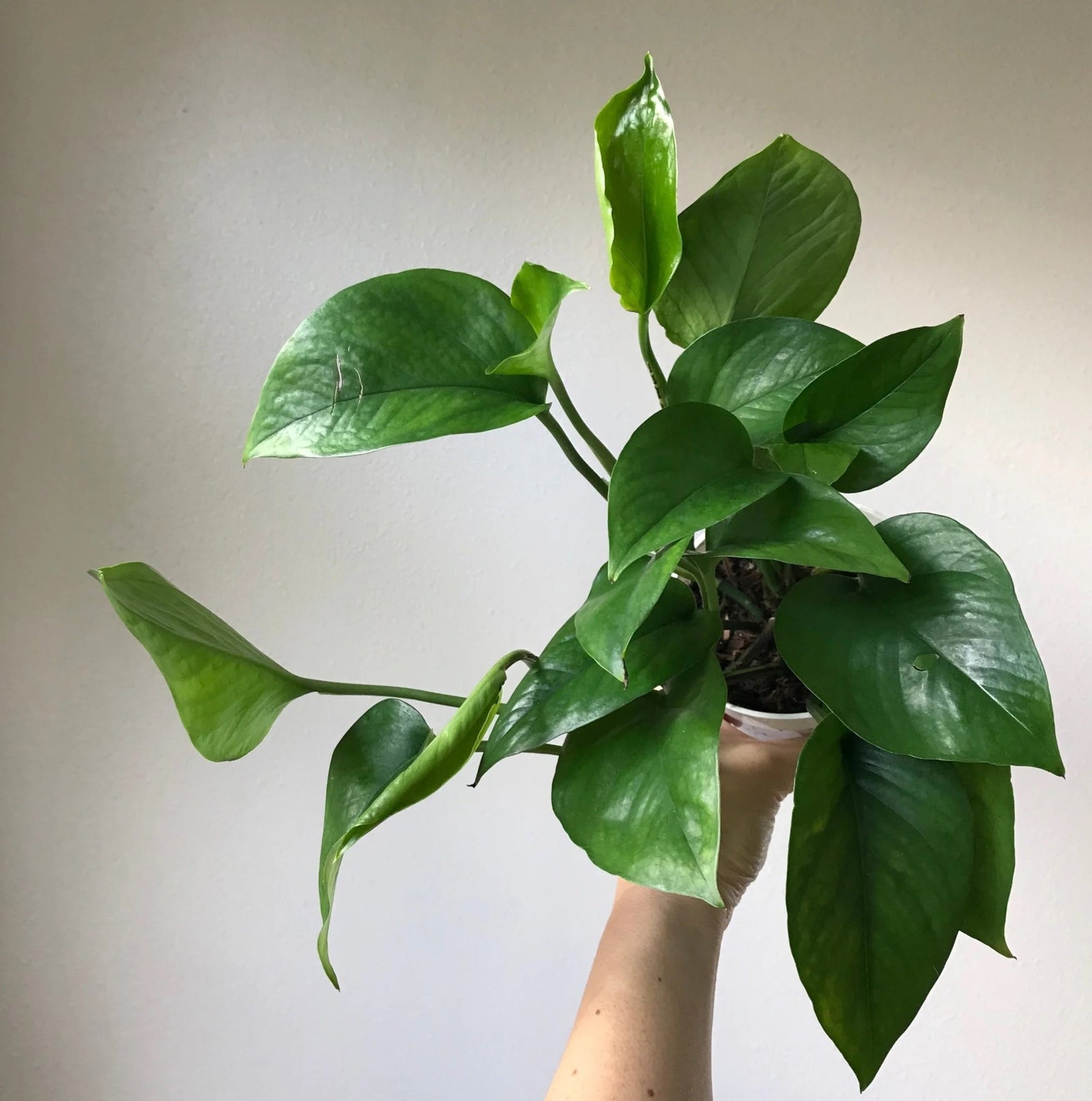 Green Queen (Epipremnum aureum) - Ladybird Nursery