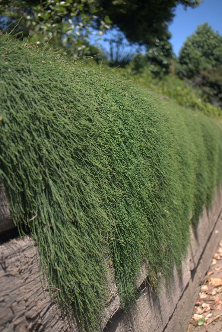 Green Wave Greenwave (Casuarina glauca)