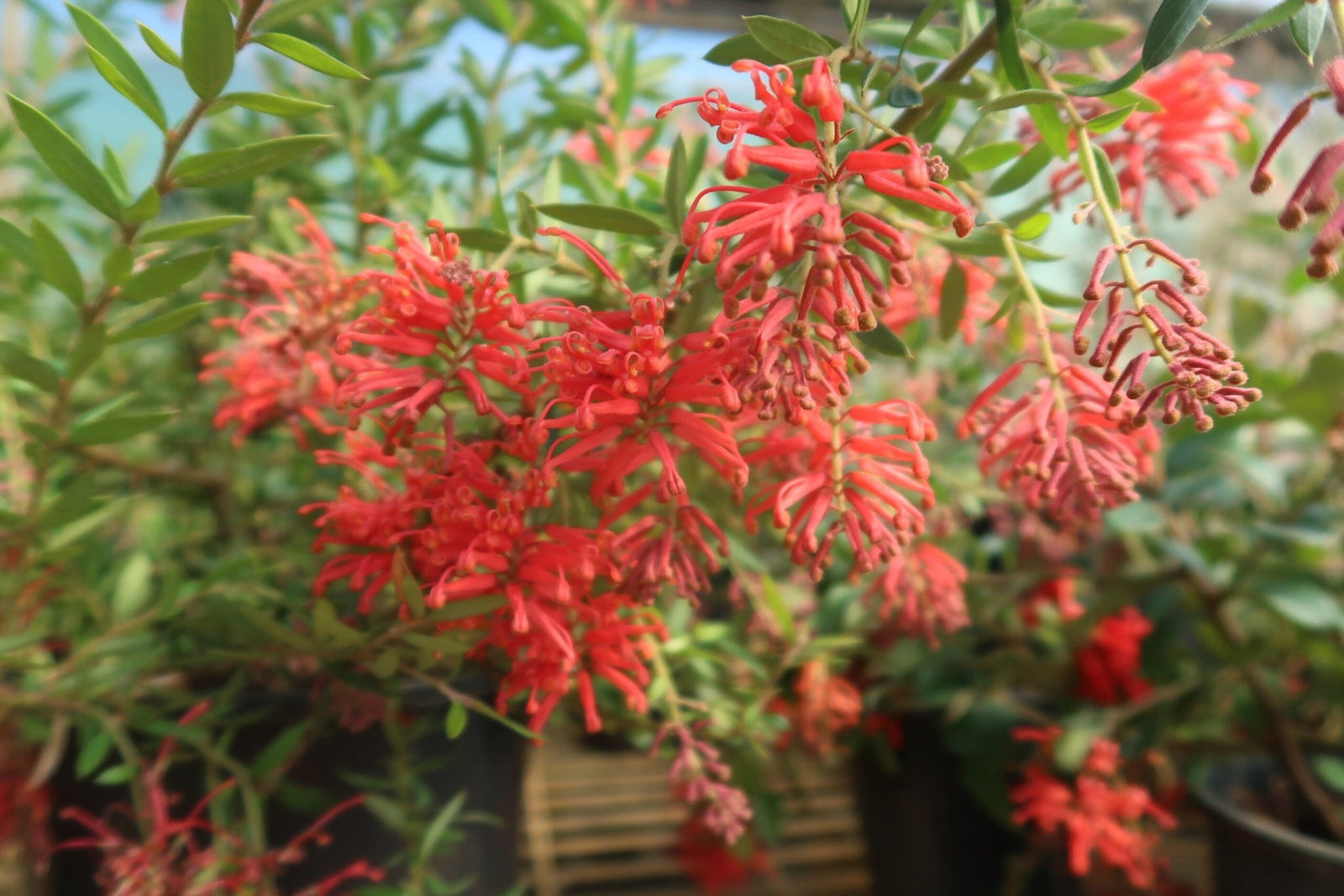Grevillea (Grevillea Bloodline) - Ladybird Nursery