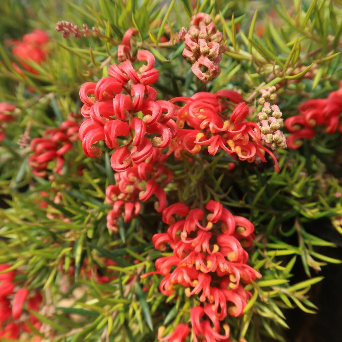 Grevillea Allyn Radiance - Ladybird Nursery