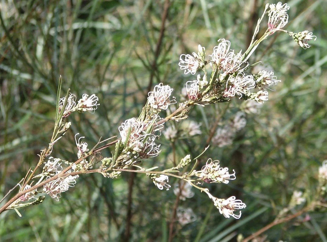Grevillea Assorted (Grevillea spp.) - Ladybird Nursery