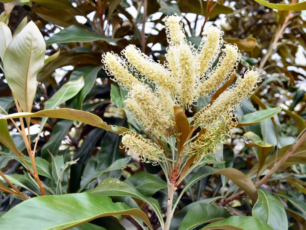 Grevillea baileyana - Ladybird Nursery