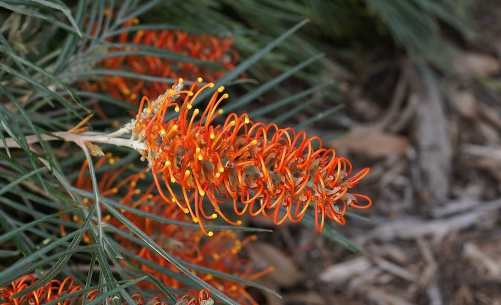Grevillea Birdsong - Ladybird Nursery